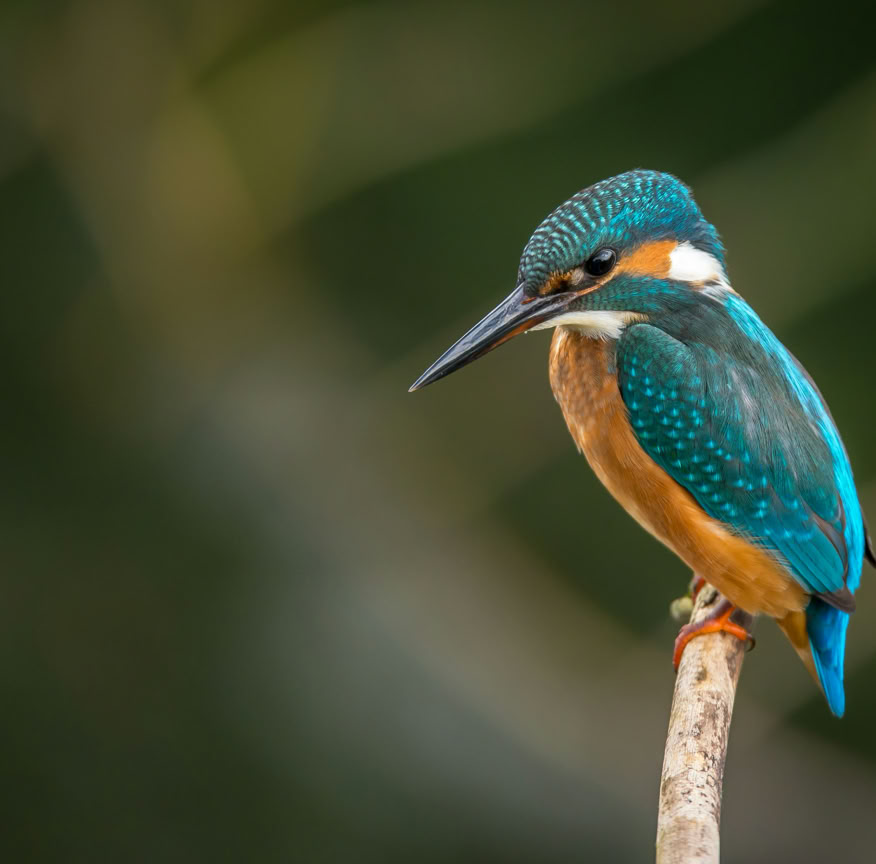 Photos gratuites de acoustique, bâton de bois, bien-être